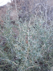 Ceanothus leucodermis