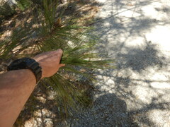 Pinus leiophylla