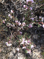 Boronia floribunda