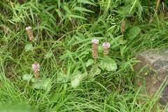 Uraria lagopodioides