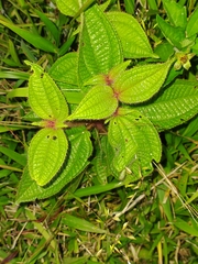 Miconia subcrustulata