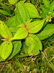 Miconia subcrustulata
