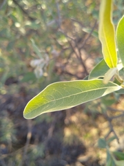 Terminalia sericea