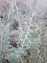 Ceanothus leucodermis
