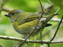 Euphonia anneae