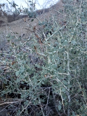 Ceanothus leucodermis