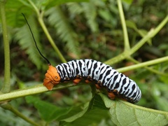 Sphingidae