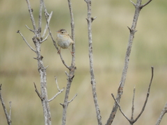 Cistothorus platensis