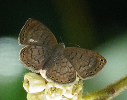 Periplacis apotheta