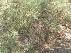 Prosopis sericantha