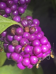 Leptoglossus phyllopus