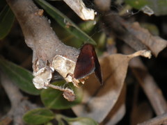 Galgula partita