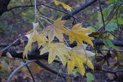 Kalopanax septemlobus