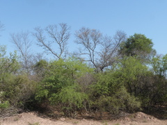 Schinopsis lorentzii