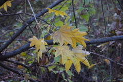 Kalopanax septemlobus