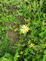 Sphagneticola brachycarpa