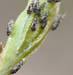 Pachypsylla celtidisvesicula