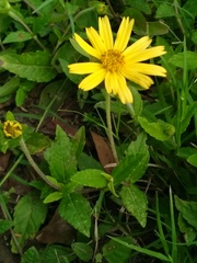 Sphagneticola brachycarpa