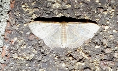 Leptostales pannaria