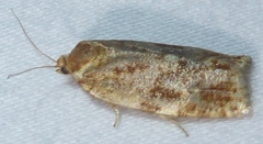 Choristoneura fumiferana