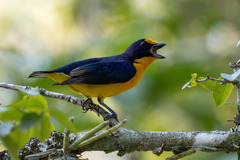 Euphonia violacea