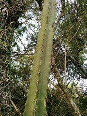 Cereus stenogonus