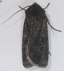 Euxoa adumbrata