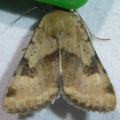 Heliothis phloxiphaga