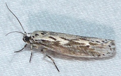 Ethmia semitenebrella