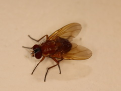 Dichaetomyia