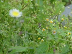 Galinsoga parviflora