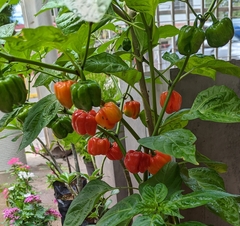 Capsicum chinense