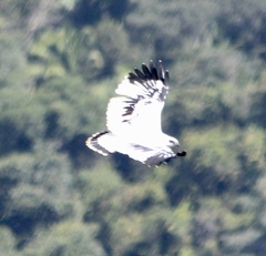 Pseudastur albicollis