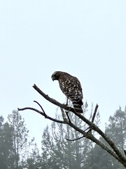 Buteo lineatus elegans