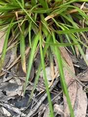 Juncus planifolius