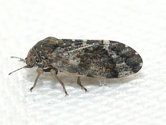 Pachypsylla
