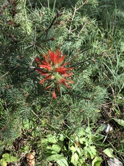 Castilleja wootonii