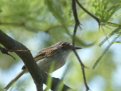 Hemitriccus margaritaceiventer