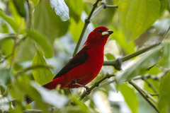 Ramphocelus bresilius