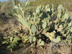 Opuntia orbiculata