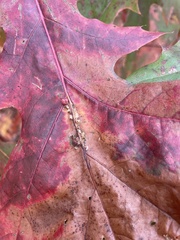 Callirhytis piperoides