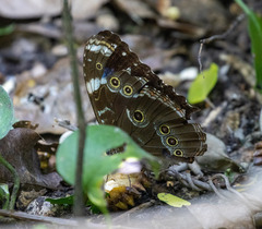 Morpho helenor achillaena