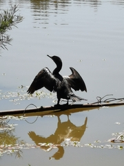 Nannopterum brasilianum