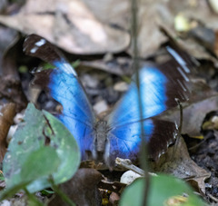 Morpho helenor achillaena