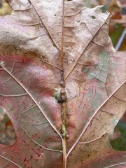 Callirhytis piperoides