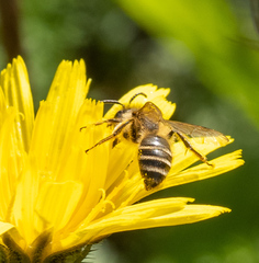 Andrena flavipes