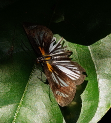 Cabirus procas