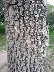 Aspidosperma quebracho-blanco