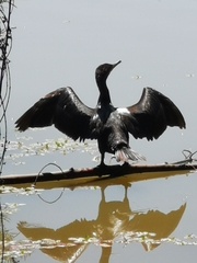 Nannopterum brasilianum