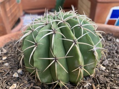 Melocactus